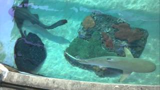 Sharks Lagoon from top view Long Beach Aquarium of the pacific [upl. by Lemar]