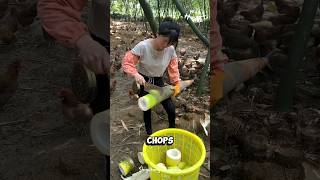 Chopping Giant Bamboo Shoots [upl. by Rehotsirhc722]