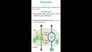 Photosynthesis Meaning geneticteacher [upl. by Iman]