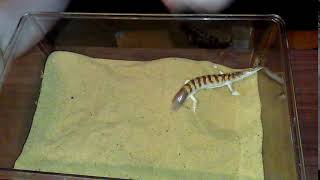 Sandfish skink [upl. by Brynn]