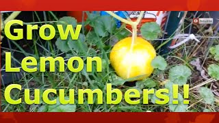 Save Space by Growing Lemon Cucumbers in Containers Vertically [upl. by Orva786]