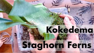 KOKEDAMA TUTORIAL STAGHORN FERNS [upl. by Nosiaj413]