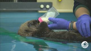 Kit the Sea Otter Pup Bottle Feeding [upl. by Filberte]