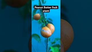 Peanut Butter Fruit plant peanutbutter fruit fruits trending shorts terracegarden nature [upl. by Artemas]