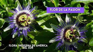 El Mburucuya como nunca lo habías visto  Passiflora caerulea [upl. by Benito]