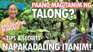 ANG DAMING BUNGA NG TALONG PAANO NGA BA ITO ITINATANIM NAPAKADALI LANG How to plant Eggplant [upl. by Argyle]