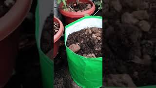 Platationtrending garden plants shorts yt youtubeshorts [upl. by Plank827]