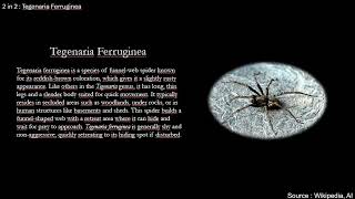 Tegenaria Abchasica and Tegenaria Ferruginea Explained [upl. by Ronnica]