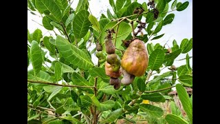 The Fall of the Cashew Nut Industry PART ONE [upl. by Micheline399]