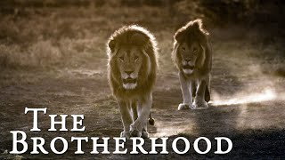 Lion Documentary  The Brotherhood  Wild Planet HD [upl. by Artur]