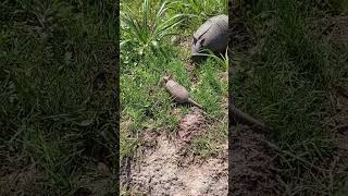 Increíble y hermosa Mamá Armadilla o Tinaja con sus Armadillitos 🥰 video reel virals shorts [upl. by Stefanie99]