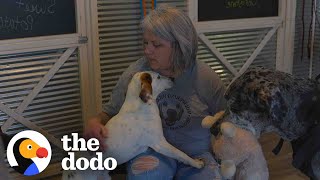 Woman Saves 850 Senior Dogs And They Have Their Own Bedrooms  The Dodo Heroes [upl. by Safier409]