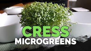 How to Grow Cress Microgreens Fast and Easy [upl. by Bloch]