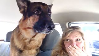 German Shepherd dog suddenly realizes he is at the vet🤣 Funny Dogs Reaction [upl. by Richards]