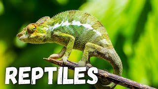 All About Reptiles  Educational Video for Kids [upl. by Bunow]