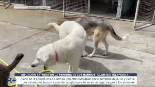 Llamamiento de la Perrera de Los Barrios y colectivos de rescate animal [upl. by Bently]