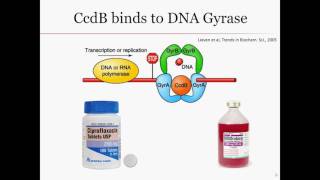 CcdACcdB ToxinAntitoxin System [upl. by Adnarram]