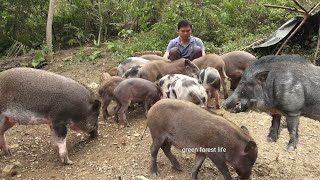 Grazing pigs Harvesting peanuts Robert  Green forest life [upl. by Neehsuan]