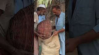 Dry Dates Chuara Making Process  1000 Years Old Dry Dates Making Process [upl. by Thessa207]