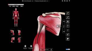 Supraspinatus  bovendoornspier [upl. by Hawley547]