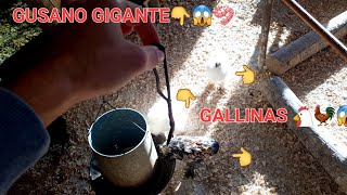 👉Le Doy Gusano🪱 GIGANTE a GALLINAS🐔 y Pasa ESTO😱 [upl. by Vitia]