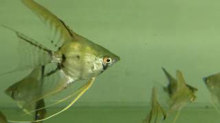 Lymphocystis on Angel Fish Scalare a viral infection or aquarium fish disease [upl. by Henderson]