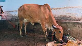 💫top breed gir cow sale Pappu gurjer dairy naweb 9521283367👍 [upl. by Zoubek]