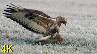 Raufußbussard  Roughlegged Buzzard Jagend Hunting [upl. by Rosaline]