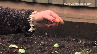 How to Plant Dutch Iris Bulbs [upl. by Chao139]