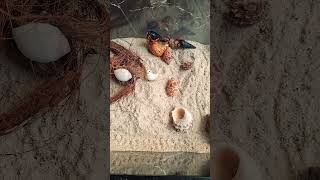 The hermit crabs are happy use clean sand [upl. by Tnarb]