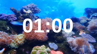 1 Minute Timer Relaxing Music Lofi Fish Background [upl. by Odlanar]