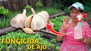 MATA Hongos en TUS PLANTAS CON este FUNGICIDA CASERO  fungicida Casero para Plantas [upl. by Aiksa]