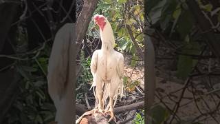 Parrot beak murgaparrot beak aseel murga [upl. by Joan]