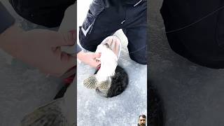 Hook fishing 🎣🎣🎣 fishing icefishing icefish ice [upl. by Adnohsirk178]