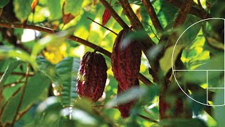 PE  EC  Cadmio en el Cacao regulaciones y manejo en finca [upl. by Frechette]