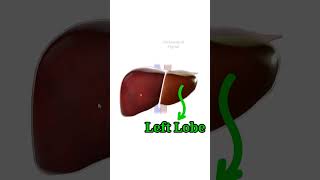 Liver lobes Hepatic Lobes Right Left Caudate Quadrate shorts medical liver anatomy [upl. by Ylenaj]