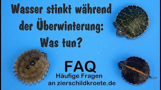 Hilfe das Wasser stinkt während der Überwinterung FAQ Wasserschildkröten [upl. by Eslehc]