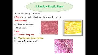 Histopathological techniques Connective tissue staining and clinical applications [upl. by Newel803]