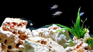 LAKE TANGANYIKA CICHLID setup  Oase Styleline 125  Neolamprologus Brichardi [upl. by Iramohs440]