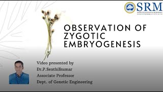 Zygotic Embryogenesis  Dr P Senthilkumar  Plant Biotechnology  Genetic Engineering  SRM [upl. by Bidget]