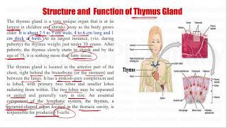 Anatomy amp Physiology 112 Structure and Function of Thymus Glands  Thymus Gland Function [upl. by Arimaj]