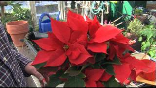 How to Get Poinsettias to Bloom [upl. by Masry]