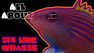 All About The Six Line Wrasse [upl. by Einahpit303]