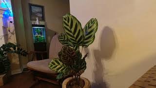 Calathea Makoyana 20hr Time Lapse [upl. by Ahsiret]