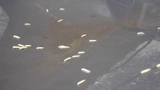 White worms race on a trash can lid Yeah [upl. by Nonna355]