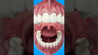 How Tonsil Stones Are Formed short tonsilstones  creativelearning3d [upl. by Eneja]