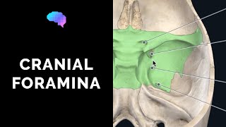 Foramen of the Skull amp Cranial Nerves 3D Anatomy Tutorial  UKMLA  CPSA [upl. by Shantha]