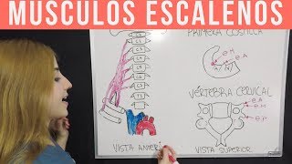 ANATOMÍA MÚSCULOS DEL CUELLO  MNEMOTECNIA Parte 2 ESCALENOS  Mentes Médicas [upl. by Burny]