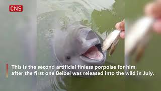 Yangtze porpoises born in captivity to be released into the wild [upl. by Estrellita]