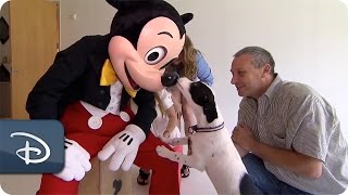 Mickey Meets Lily the Dog With a Mickey Mouse Spot  Disney Parks [upl. by Enajharas]